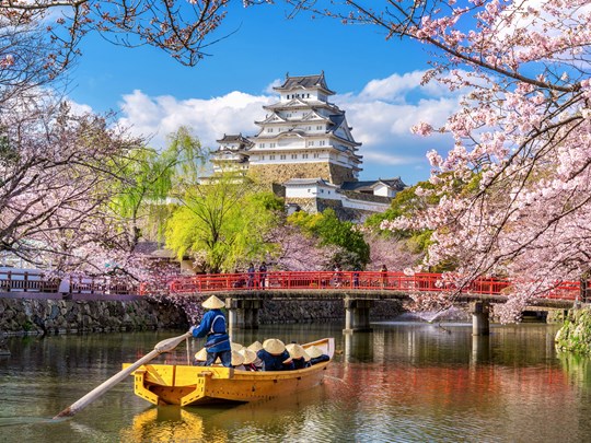 Château de Himeji et cerisiers en fleurs