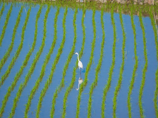 Aigrette garzette dans une rizière à Teshima
