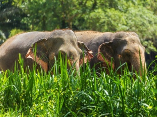 Majestueux éléphants de Thaïlande