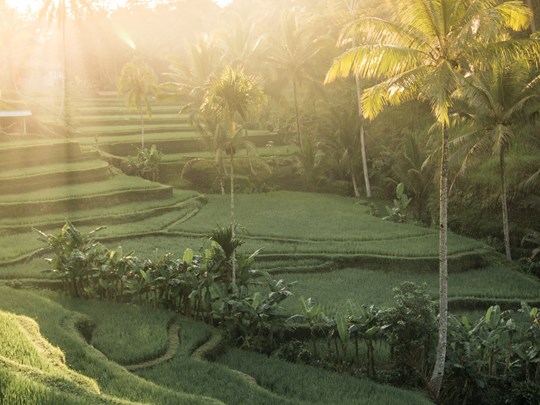 Découvrez la nature préservée de Bali