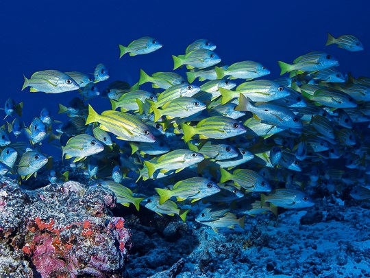 Plongez à la découverte d’une faune sous-marine riche et variée.