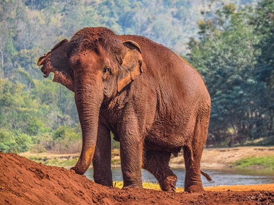 Familles d'éléphants, Chiang Mai
