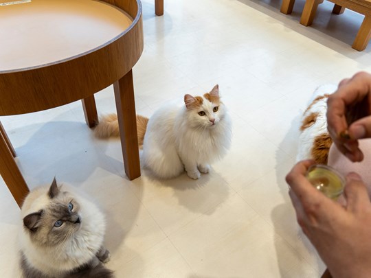 Une rencontre originale avec les animaux