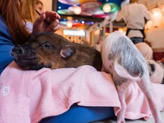 Les pet cafés font partie des curiosités à découvrir