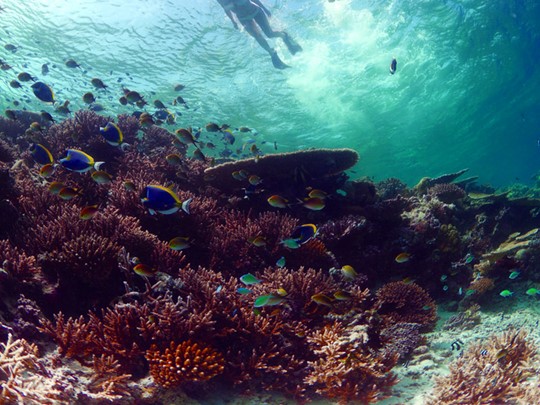 Explorez les fonds marins de l'atoll de Faafu