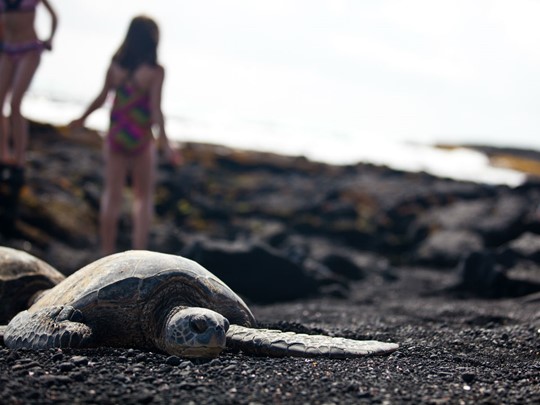 Observez les tortues sur les plages de sable noir d'Hawaï