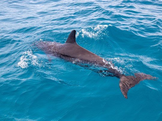 Scrutez l'horizon, des dauphins se joigneront peut-être à vous