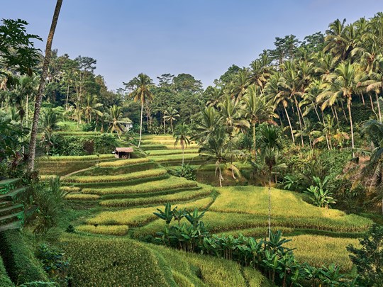 Entre rizières et plantations