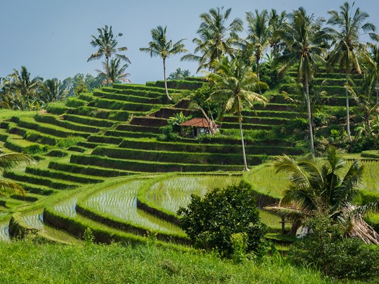 Baladez-vous entre les rizières de Candidasa à Bali