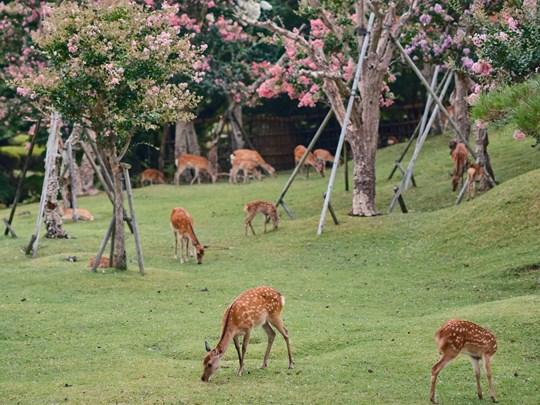 Les daims sacrés dans le parc de Nara