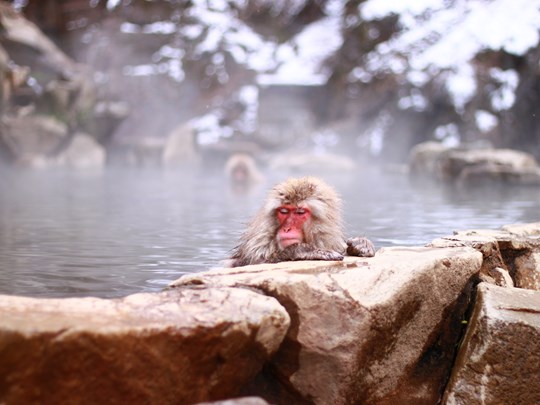Les sources chaudes de Jigokudani Onsen