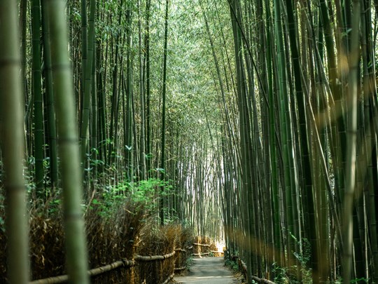 Les forêts de bambou à Kyoto