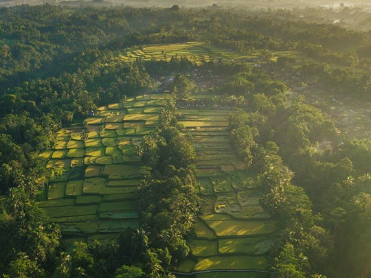 La nature verdoyante d'Ubud