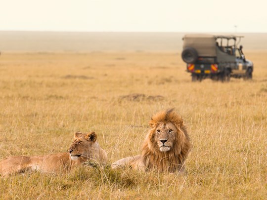 Rencontres inoubliables avec le Big 5, trésor du Kenya