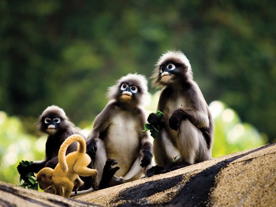 Famille de singes sur les falaises de Krabi