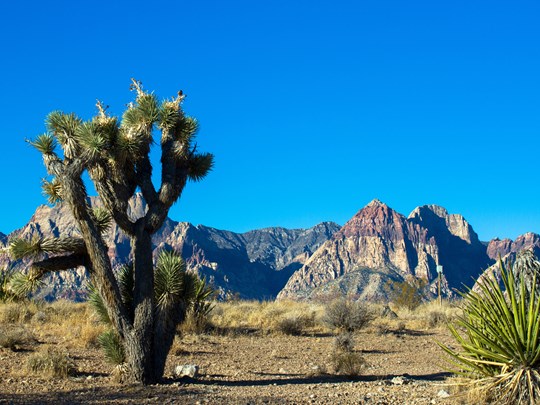 Poursuivez votre route à travers le désert de Mojave