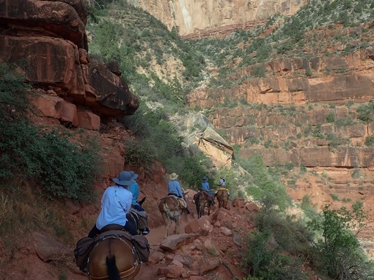 Descendez dans le canyon via la première section du Bright Angel Trail, ou parcourez le Rim Trail