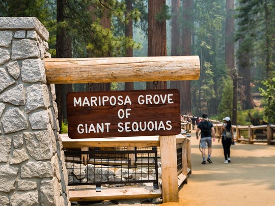 Émerveillez-vous devant les majestueux séquoias de la Sierra Nevada