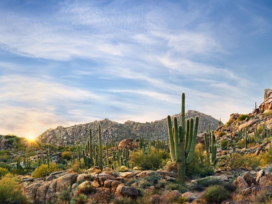 La réserve McDowell à Scottsdale au lever du soleil