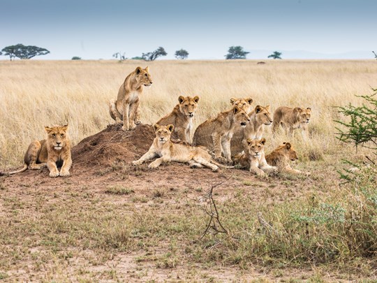 Le Serengeti abrite une importante population de félins 