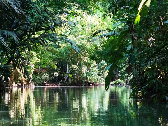 Voyage au cœur verdoyant de Tortuguero