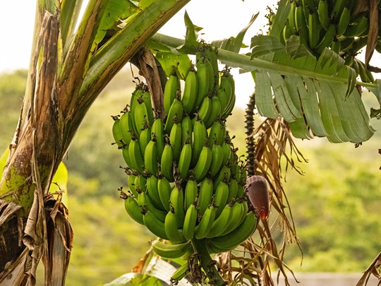 Terres fertiles et célèbres bananes du Costa Rica