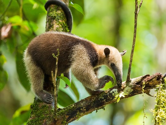 Rencontre rare avec un tamandua à Tortuguero