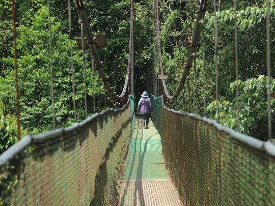 Marchez au-dessus de la jungle costaricienne