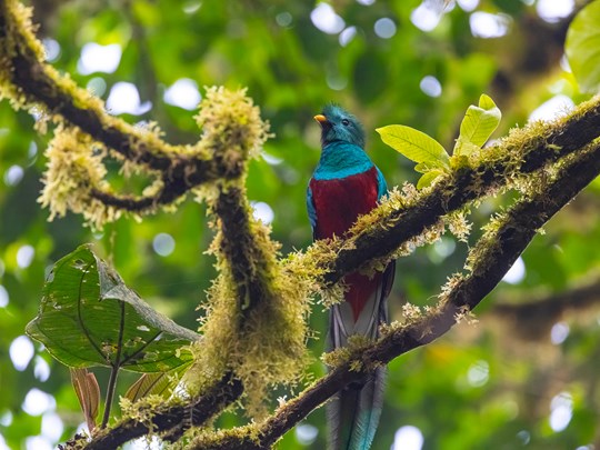Le quetzal, joyau coloré de Monteverde
