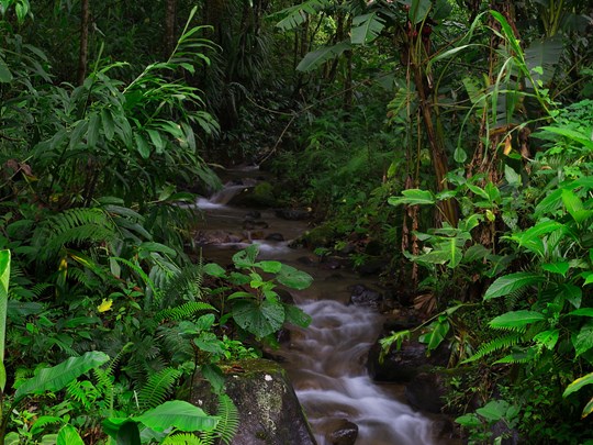 Biodiversité foisonnante de la forêt tropicale