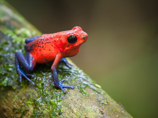 Admirez les grenouilles aux couleurs éclatantes