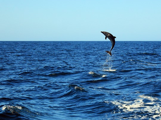 Spectacle naturel : dauphins au large de la baie