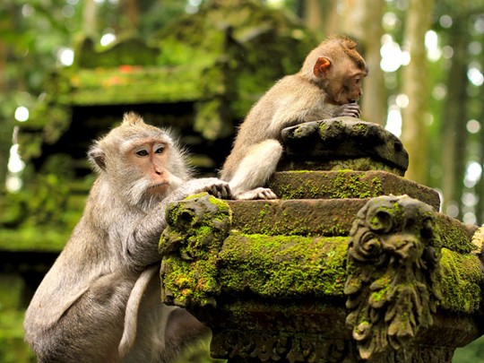 Explorez la forêt des singes, une réserve naturelle abritant plus de 200 macaques crabiers
