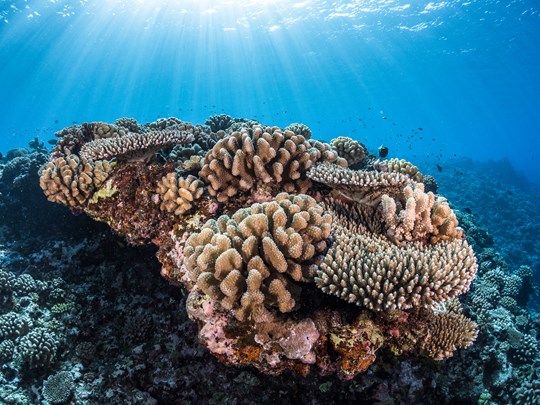 Des coraux magnifiques et des fonds marins préservés 