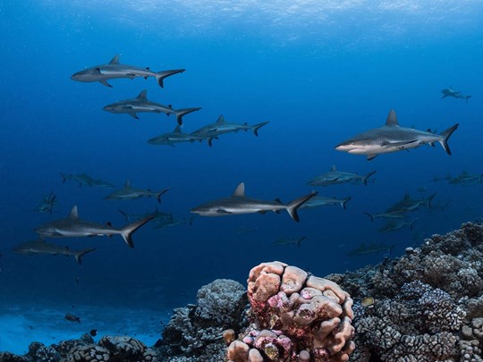 Admirez les requins de Rangiroa