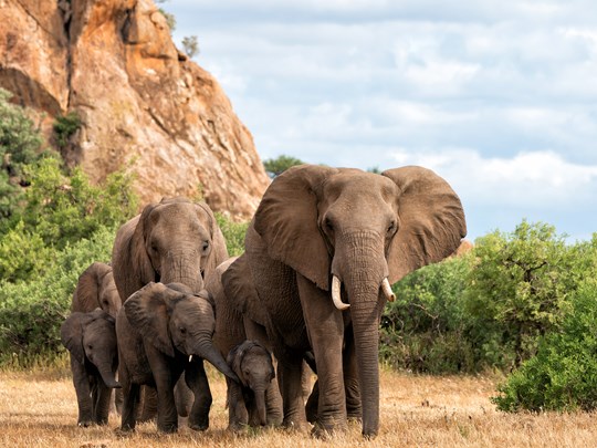 Admirez la plus grande population d’éléphant du pays