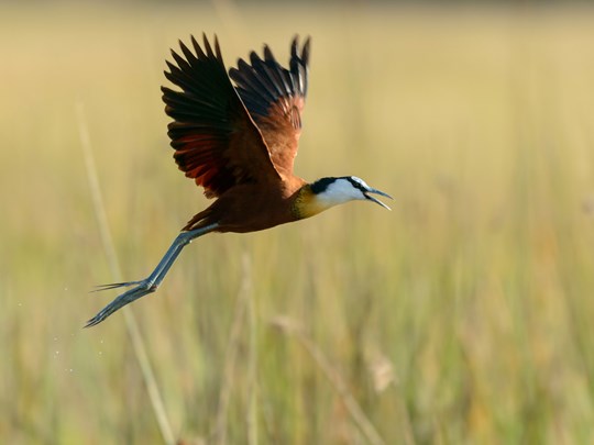 Admirez 400 espèces d’oiseaux