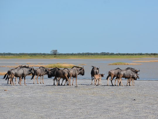 Makgadikgadi Salt Pans, le désert de sel du nord du Botswana