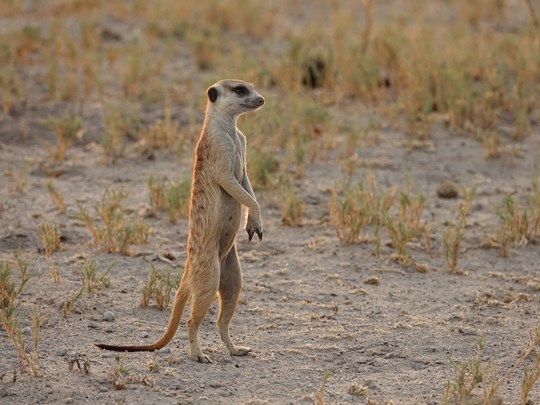 Observez les suricates en plein désert