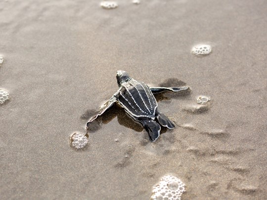 Observation magique des tortues sur la plage