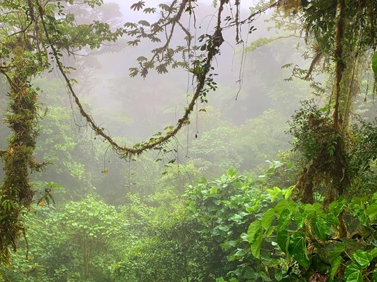 Jungle luxuriante enveloppée d'une brume mystique