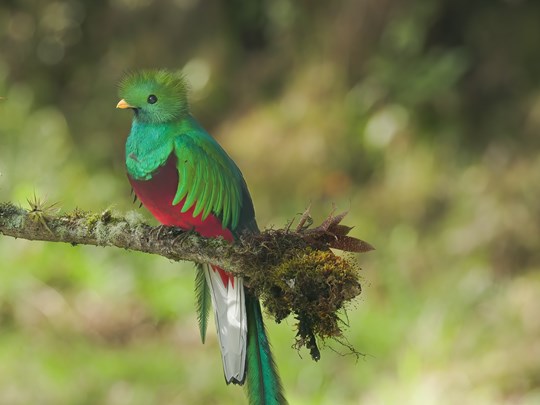 Quetzal resplendissant perché sur une branche
