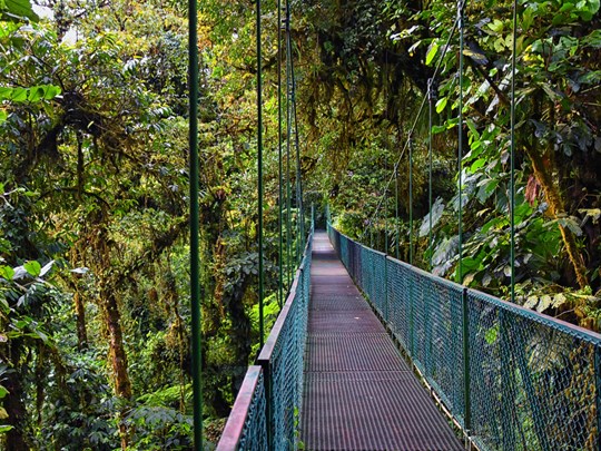 Traversez la jungle par les ponts suspendus