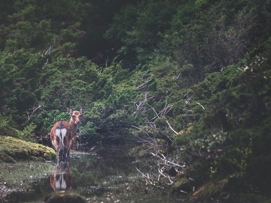 Rencontrez la faune sauvage de Yakushima