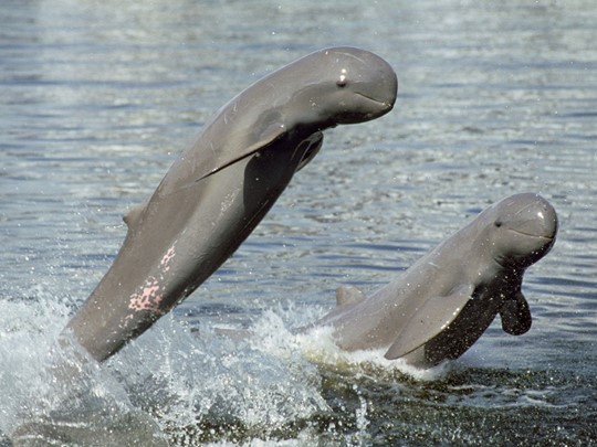 Partez à la rencontre des dauphins du Mékong au Laos