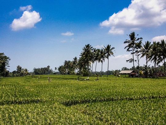 Les passionnés de nature adoreront Ubud pour ses collines verdoyantes, des forêts luxuriantes et une vaste étendue de rizières