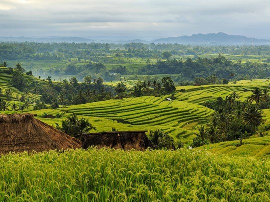 Découverte des célèbres rizières de Jatiluwih, classées par l'UNESCO