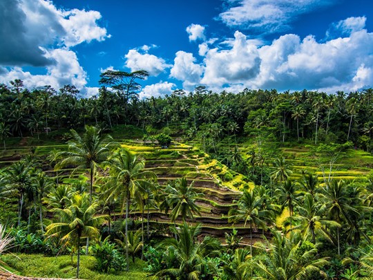 Traversez les belles rizières en terrasse de Tegalalang qui sont une exception à Bali