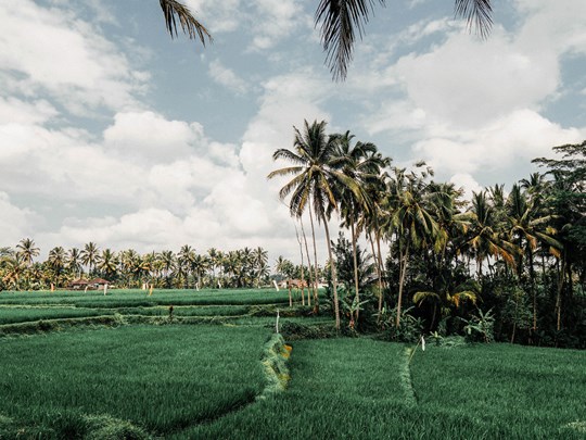 La nature verdoyante d'Ubud