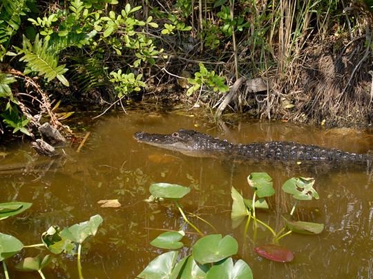 Ce parc naturel fait de mangrove abrite des alligators